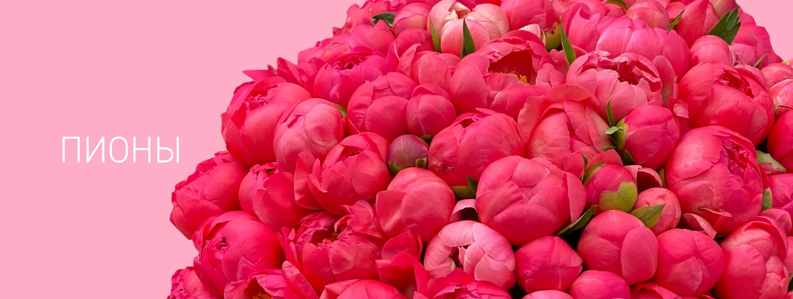 Пионы